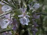 foto de flor de romero con tama�o de 160X120; ver distintas medidas disponibles a la derecha